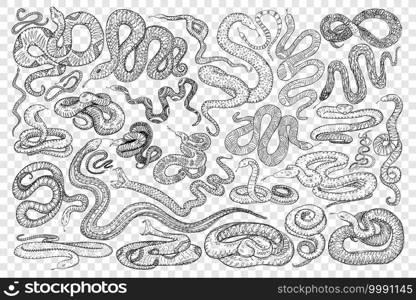 Various dangerous snakes doodle set. Collection of hand drawn wild snakes cobra python wriggling on ground ready to bite isolated on transparent background. Various dangerous snakes doodle set