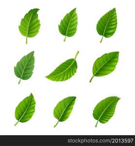 Various shapes and forms of green leaves set isolated