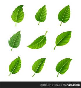 Various shapes and forms of green leaves set isolated vector illustration. Green leaves decorative set