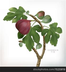 Vector 3D illustration Common Fig Tree Illustration in White Background