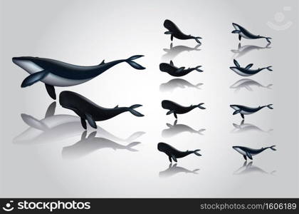 Vector and illustration graphic digital design, whale  isolated on white background,Idea for presentation EPS10