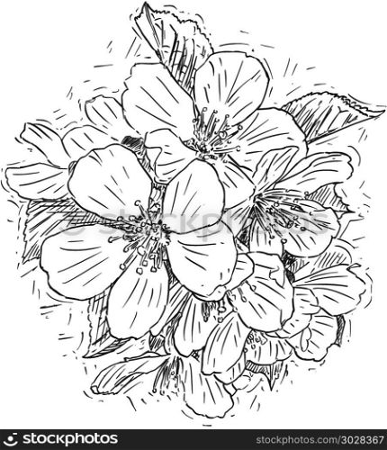 Vector Artistic Illustration or Drawing of Bunch of Blossom Cherry Flowers. Vector artistic pen and ink drawing illustration of bunch of blossom cherry flowers.