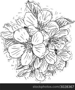 Vector Artistic Illustration or Drawing of Bunch of Blossom Cherry Flowers. Vector artistic pen and ink drawing illustration of bunch of blossom cherry flowers.