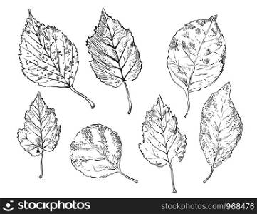 Vector autumn hand drawing different shape leaves (hawthorn, rose hip, Rowan) outline on the white background. Fall line art of foliage. stock illustration