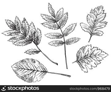 Vector autumn hand drawing different shape leaves (hawthorn, rose hip, Rowan) outline on the white background. Fall line art of foliage. stock illustration