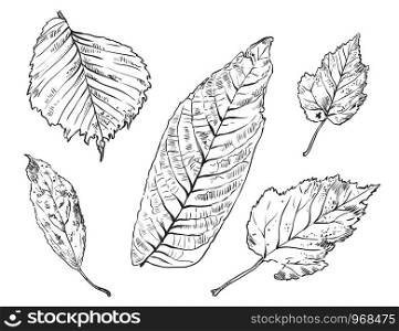 Vector autumn hand drawing different shape leaves outline on the white background. Fall line art of foliage. stock illustration