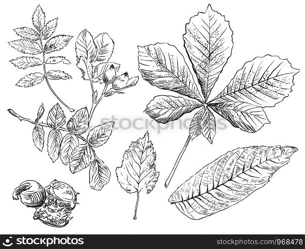 Vector autumn hand drawing horse chestnut, hawthorn, rose hip, Rowan leaves outline on the white background. Fall line art of foliage. stock illustration