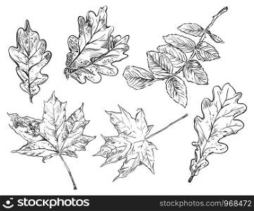 Vector autumn hand drawing maple, oak, rose hip leaves outline on the white background. Fall line art of foliage. stock illustration