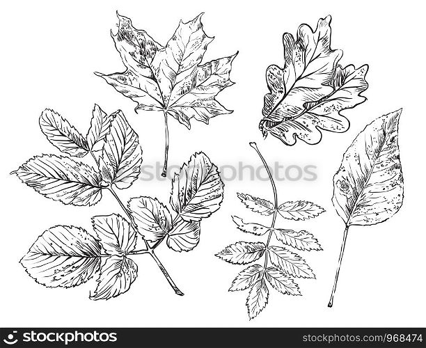 Vector autumn hand drawing maple, oak, rose hip, Rowan, leaves outline on the white background. Fall line art of foliage. stock illustration
