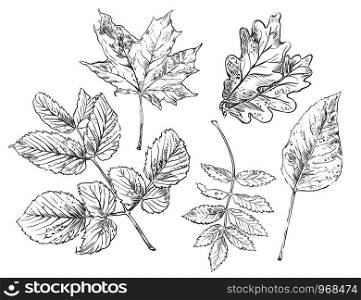 Vector autumn hand drawing maple, oak, rose hip, Rowan, leaves outline on the white background. Fall line art of foliage. stock illustration