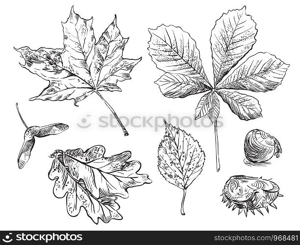Vector autumn hand drawing oak, birch, horse chestnut, maple leaves outline on the white background. Fall line art of foliage. stock illustration