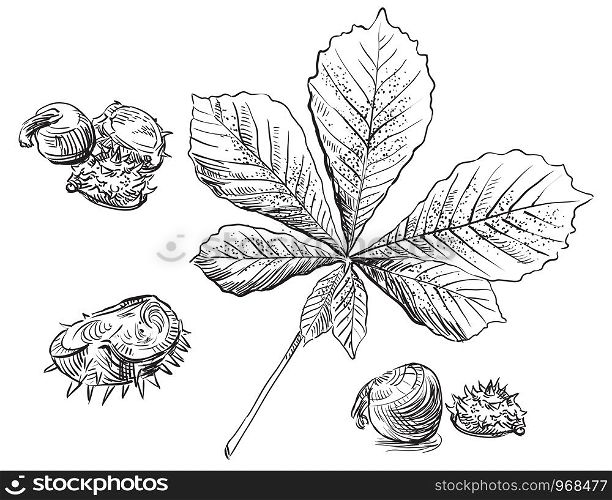 Vector autumn hand drawing set of horse chestnut leaves and seeds outline on the white background. Fall line art of foliage. stock illustration