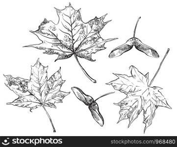 Vector autumn hand drawing set of maple tree leaves and seeds outline on the white background. Fall line art of foliage. stock illustration