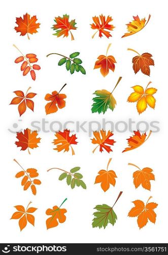 Vector autumn leaves