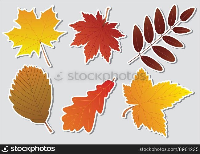 vector autumn leaves with white border