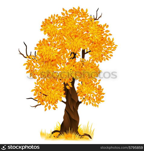 Vector autumn old tree isolated on white, vector illustration