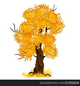 Vector autumn old tree isolated on white, vector illustration