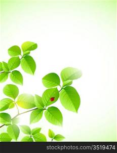 vector background with green branch and ladybird