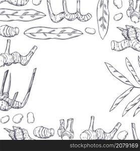 Vector background with hand drawn Alpinia galanga. Galangal, root, leaves.