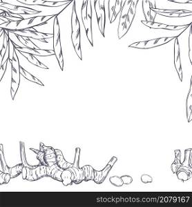 Vector background with hand drawn Alpinia galanga. Galangal, root, leaves. Sketch illustration
