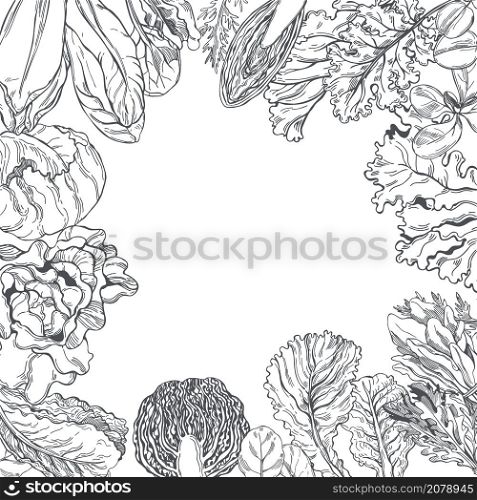 Vector background with hand drawn different kinds of lettuce . Vector background with different kinds of lettuce