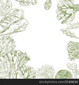 Vector background with hand drawn different kinds of lettuce . Hand drawn different kinds of lettuce on white background.