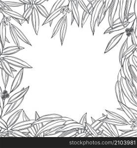 Vector background with hand drawn eucalyptus. Sketch illustration. Hand drawn Eucalyptus. Vector background.