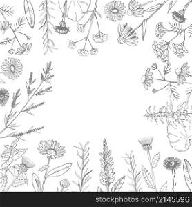 Vector background with hand drawn medicinal herbs. Sketch illustration.. Hand drawn medicinal herbs.Vector sketch illustration.