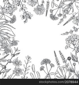 Vector background with hand drawn medicinal herbs. Sketch illustration.. Vector background with medicinal herbs. Sketch illustration.