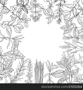 Vector background with hand drawn spicy herbs. Sketch illustration.. Hand drawn spicy herbs.