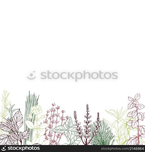 Vector background with hand drawn spicy herbs. Sketch illustration.. Hand drawn spicy herbs.
