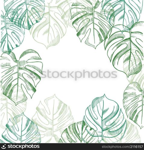 Vector background with hand drawn tropical plants. Monstera plant.. Vector background with hand drawn tropical plants.