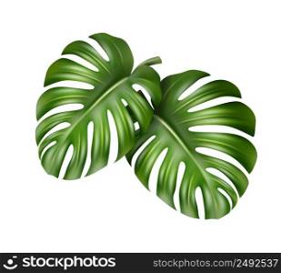 Vector big green leaves of tropical Monstera plant isolated on white background. Two Monstera leaves