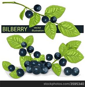 Vector,Bilberries,blueberries,raspberry,leaves