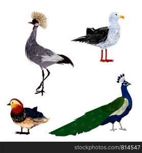 Vector birds set over white background. Seagull, crowned crane, peacock and mandarin duck.