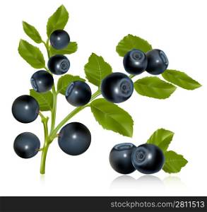Vector. Blueberry with leaves.