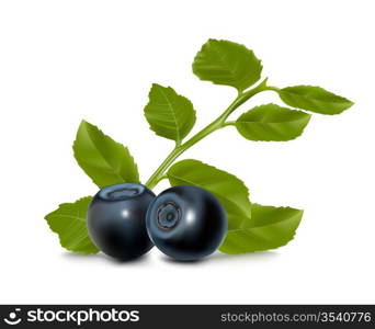 Vector. Blueberry with leaves.