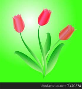 Vector bouquet from three beautiful tulips