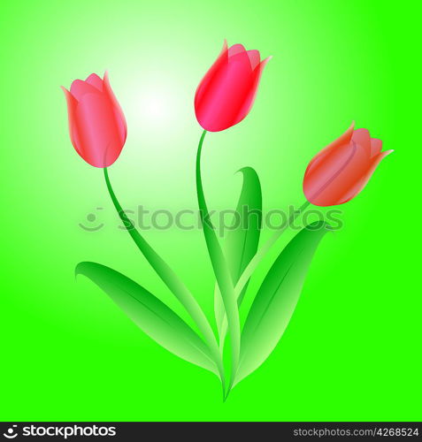 Vector bouquet from three beautiful tulips