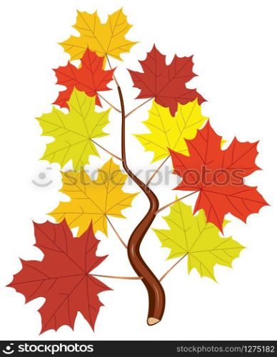 vector branch with fall maple leaves