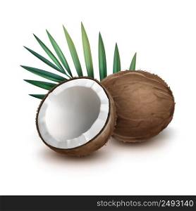 Vector brown whole and half coconut with green palm leaf isolated on white Background. Whole and half coconut