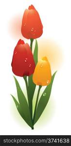vector bunch of fresh colorful tulips with water drops