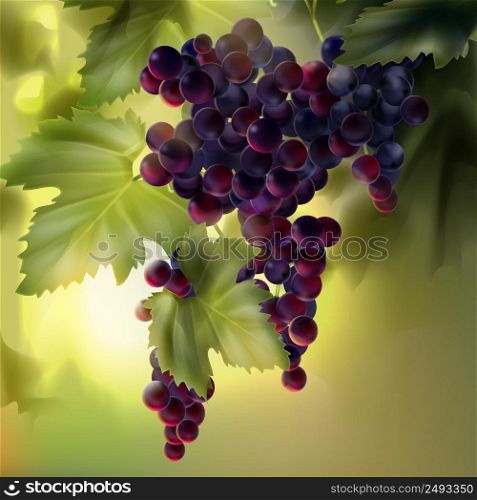 Vector bunch of red grapes with leaves in vineyard on background with bokeh. Grapes with leaves