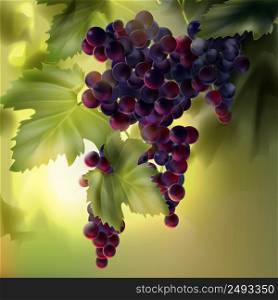 Vector bunch of red grapes with leaves in vineyard on background with bokeh. Grapes with leaves