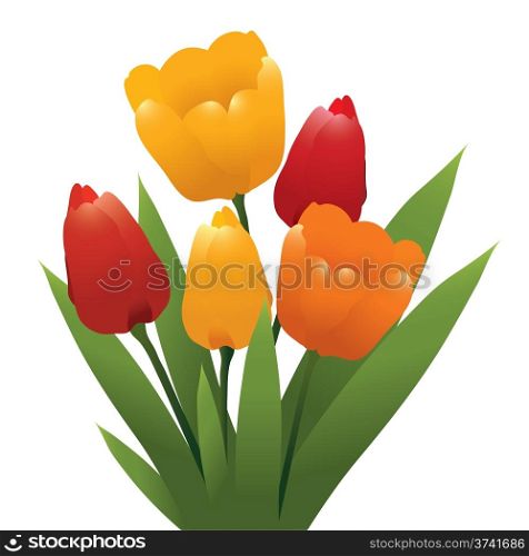 vector bunch of red, orange and yellow tulips