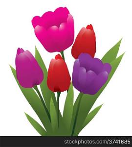 vector bunch of red, pink and purple tulips