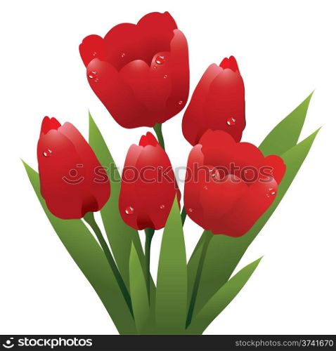 vector bunch of red tulips with water drops