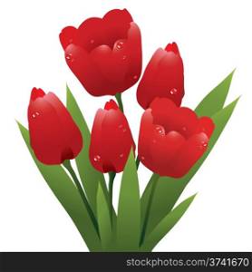vector bunch of red tulips with water drops