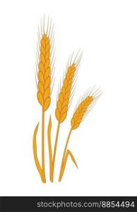 vector bunch of wheat or rye ears with whole grain and leaves, yellow crop harvest symbol or icon isolated on white background. wheat drawing for agriculture illustrations