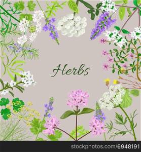 Vector card with herbal flowers.. Vector card with herbal flowers. Salvia, angelica, oregano, rosemary, savory, verbena anise fennel coltsfoot marjoram flowers Vector illustration